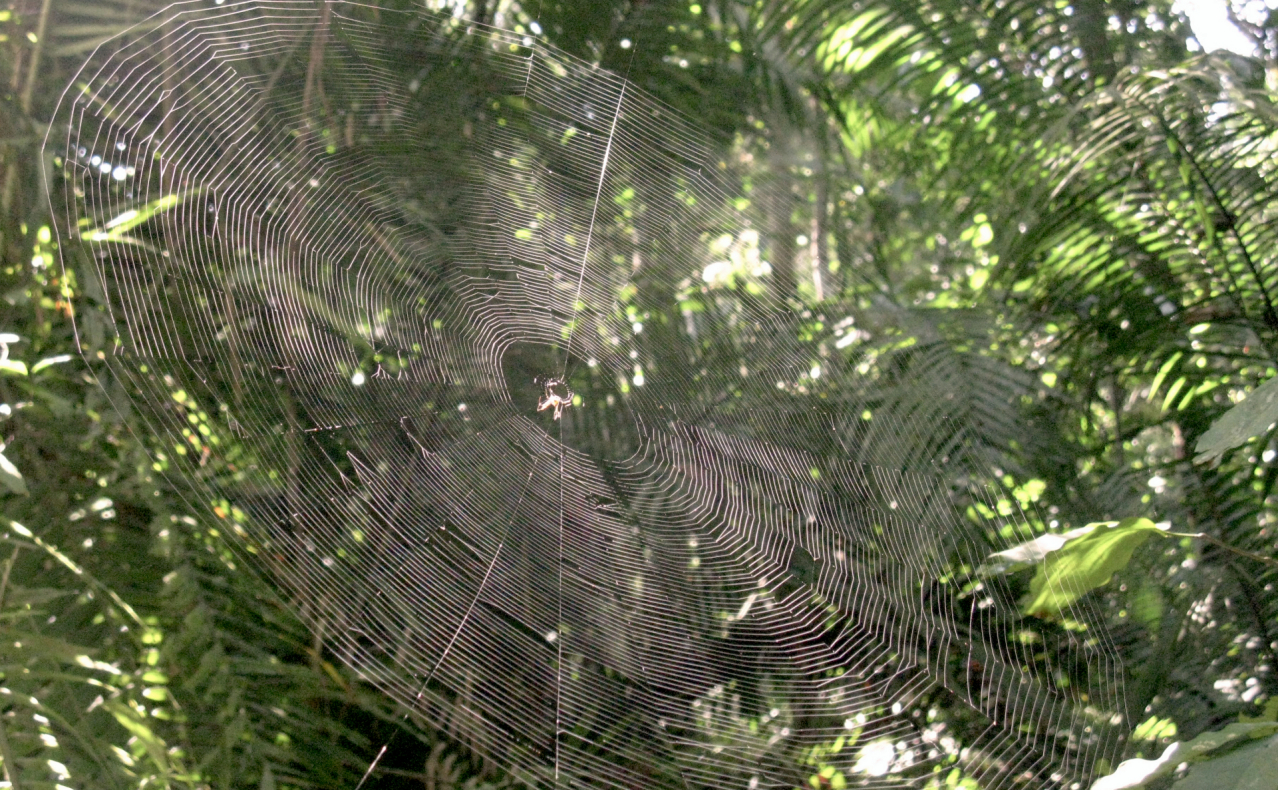 Web in sight